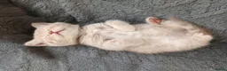 British Shorthair cats for sale: Rose Gold British Shorthair  - Advert 20