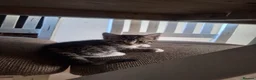 British Shorthair cats for sale: Beautiful girl and boy kittens  - Advert 4