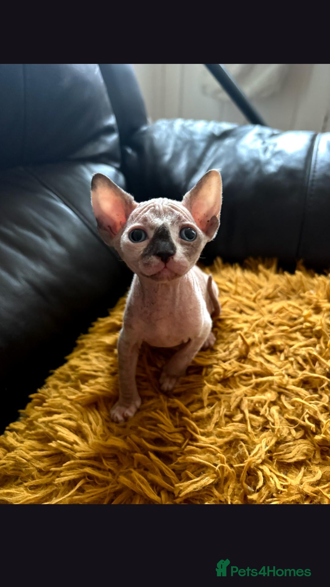 Sphynx cats Hurry up 2 girls with sky blue eyes left  - Advert 9