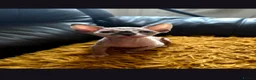 Sphynx cats for sale:  Sphynx Kittens with sky blue eyes  - Advert 6