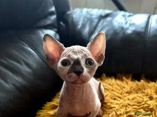 Sphynx cats Hurry up 2 girls with sky blue eyes left - Advert 9