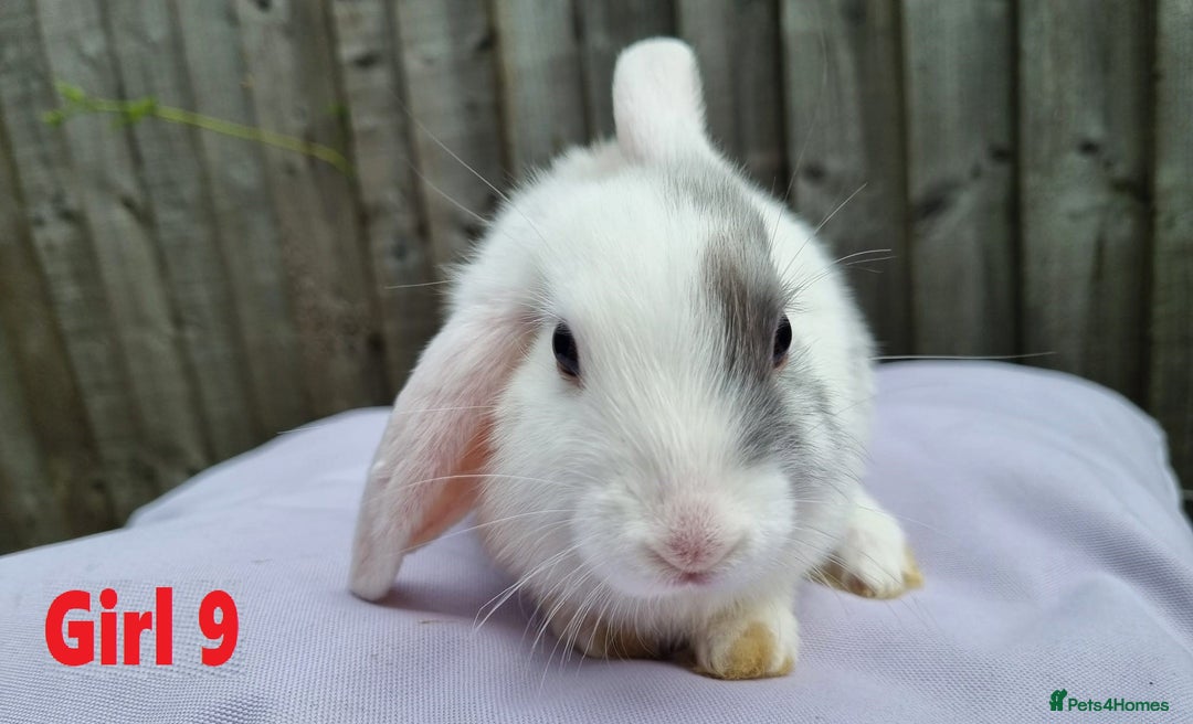 Mini Lop rabbits for sale: Gorgeous Mini Lop X French Bunnies Ready to Go! - Image 38