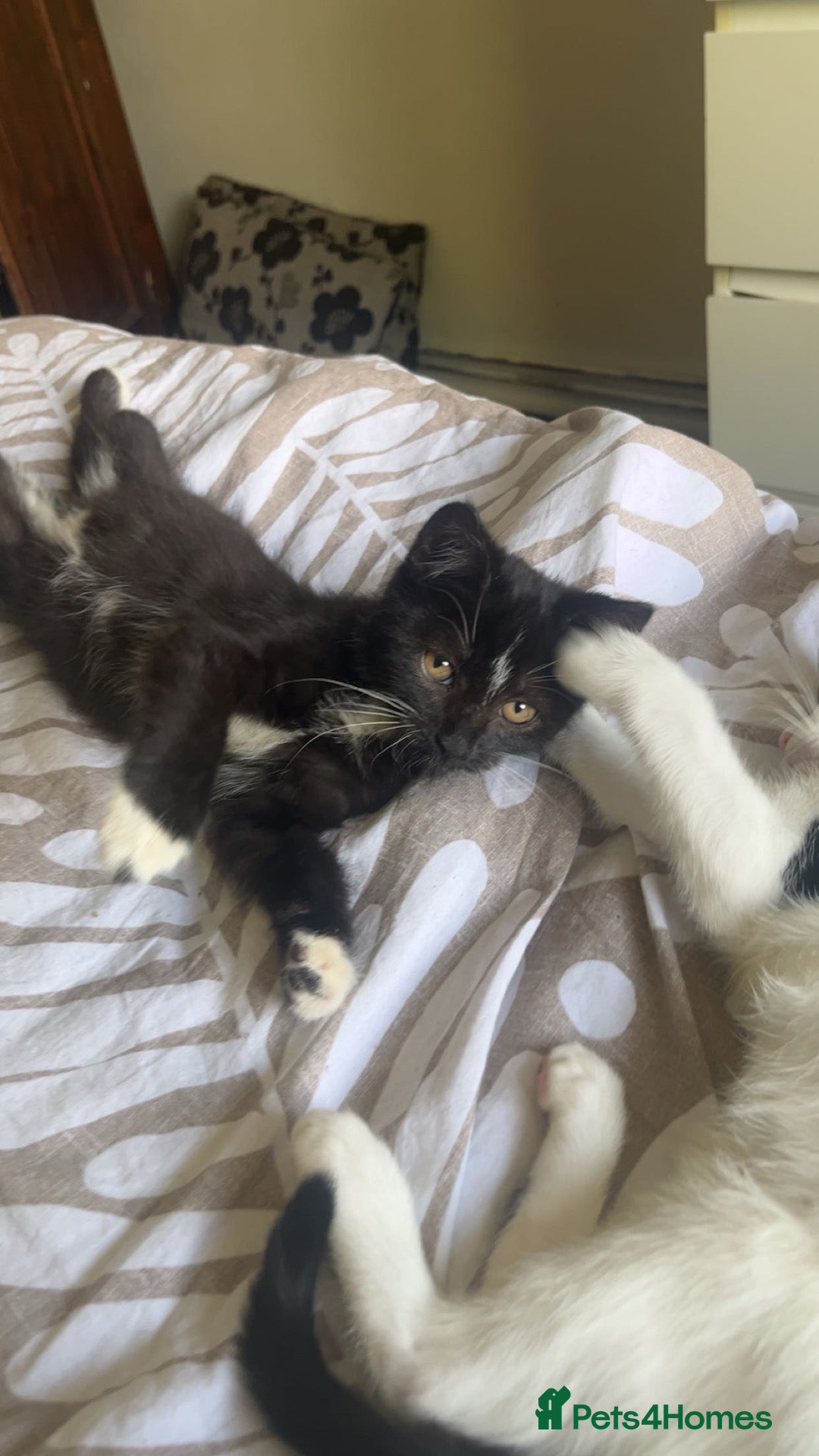 Mixed Breed cats This is Beau🩷🎀 - Advert 2