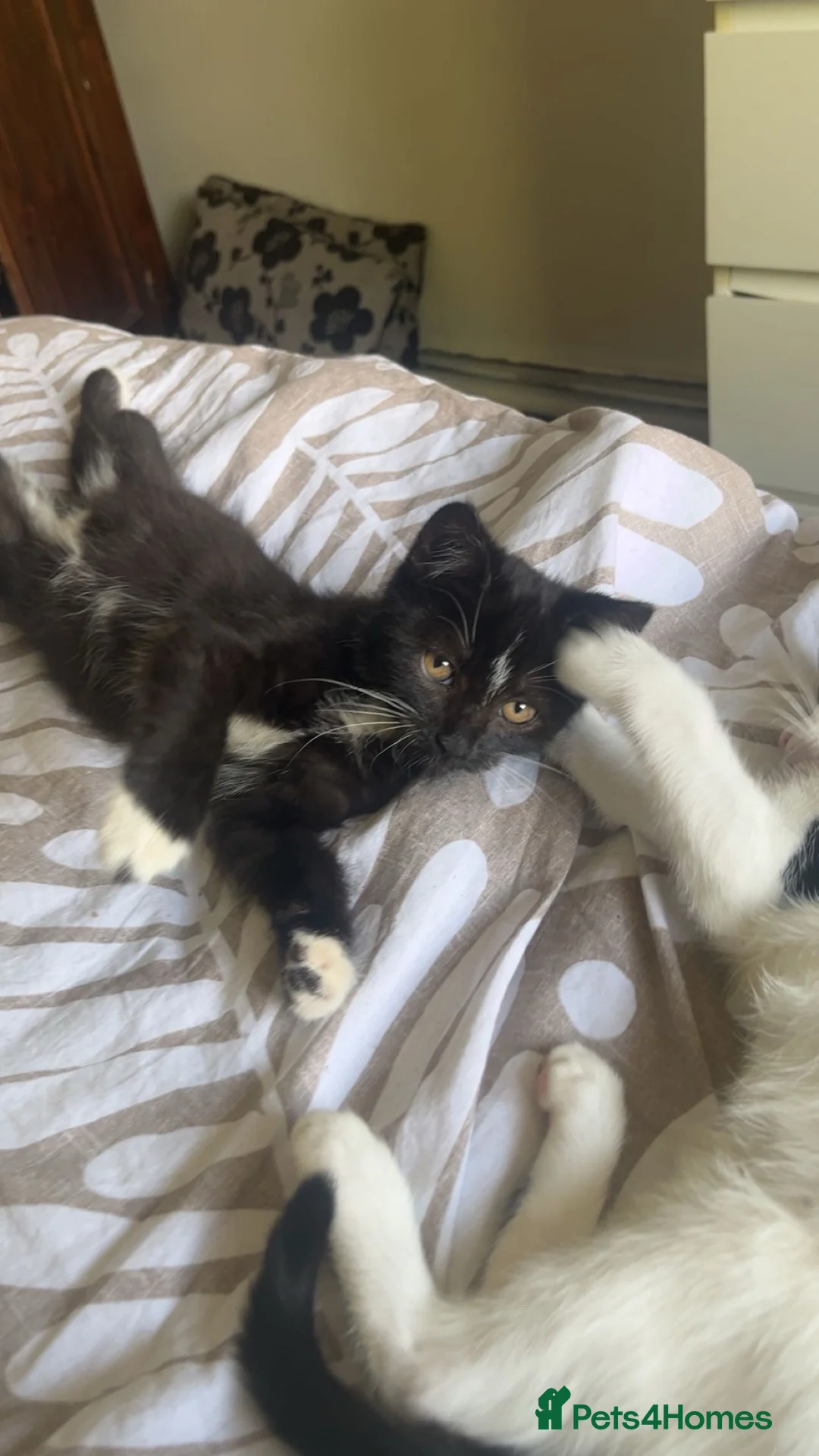 Mixed Breed cats for sale: This is Beau🩷🎀 - Advert 1