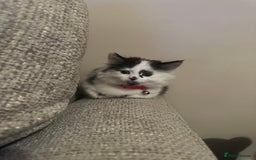 Mixed Breed cats for sale: Long hair male kitten  - Image 3