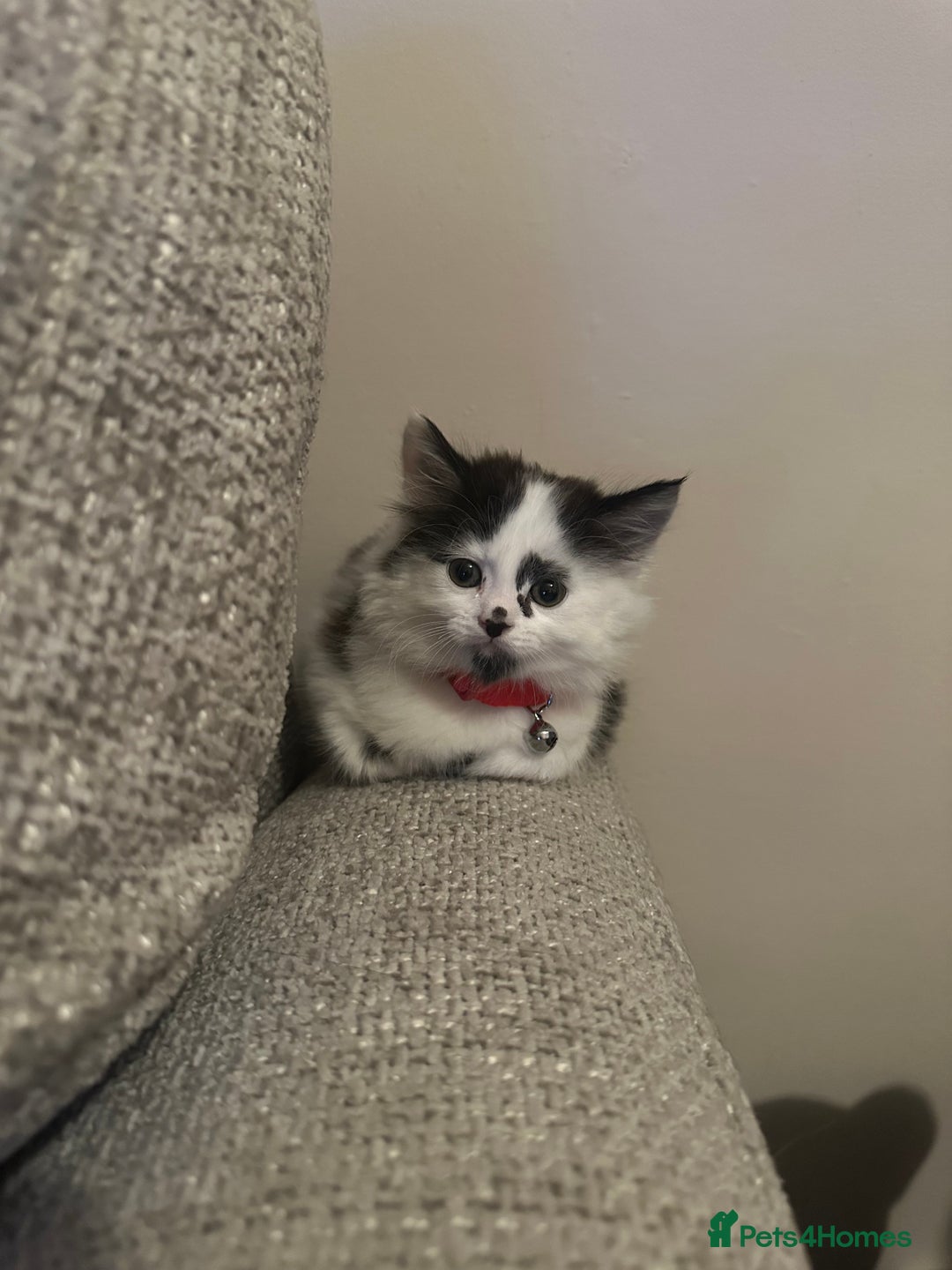 Mixed Breed cats for sale: Long hair male kitten  - Image 3