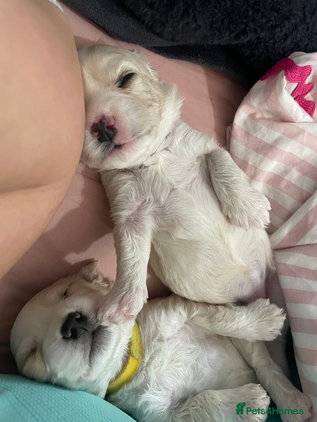 Mixed Breed dogs for sale: Cotton de tulears x spaniel - Image 11