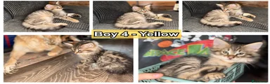 Boy 4 - Yellow