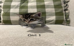 Mixed Breed cats for sale: Beautiful mixed part Siamese kittens  - Image 7