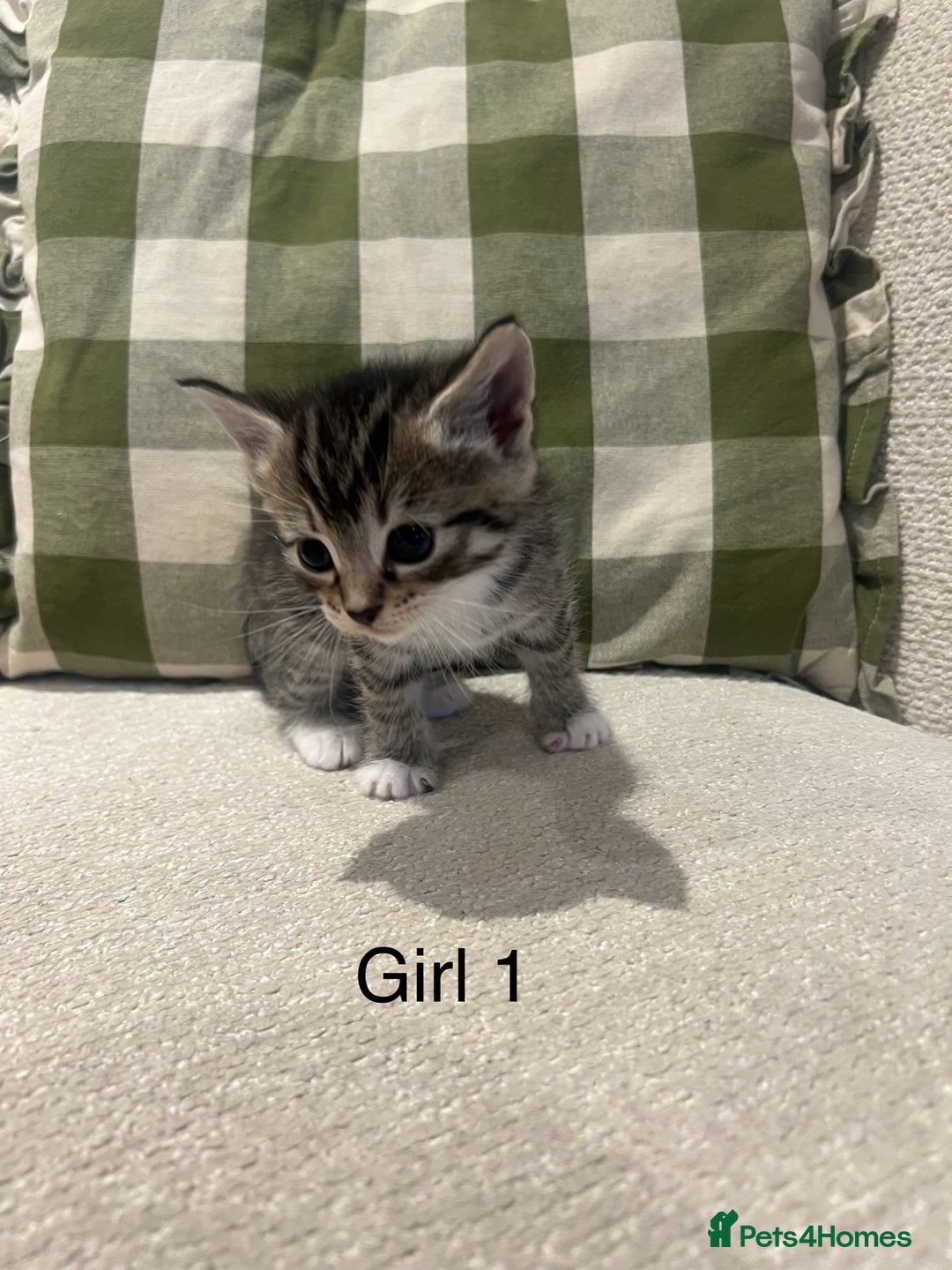 Mixed Breed cats for sale: Beautiful mixed part Siamese kittens  - Image 7