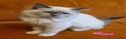 Ragdoll cats for sale: Ragdoll Kittens Ready For Forever Homes - Advert 25