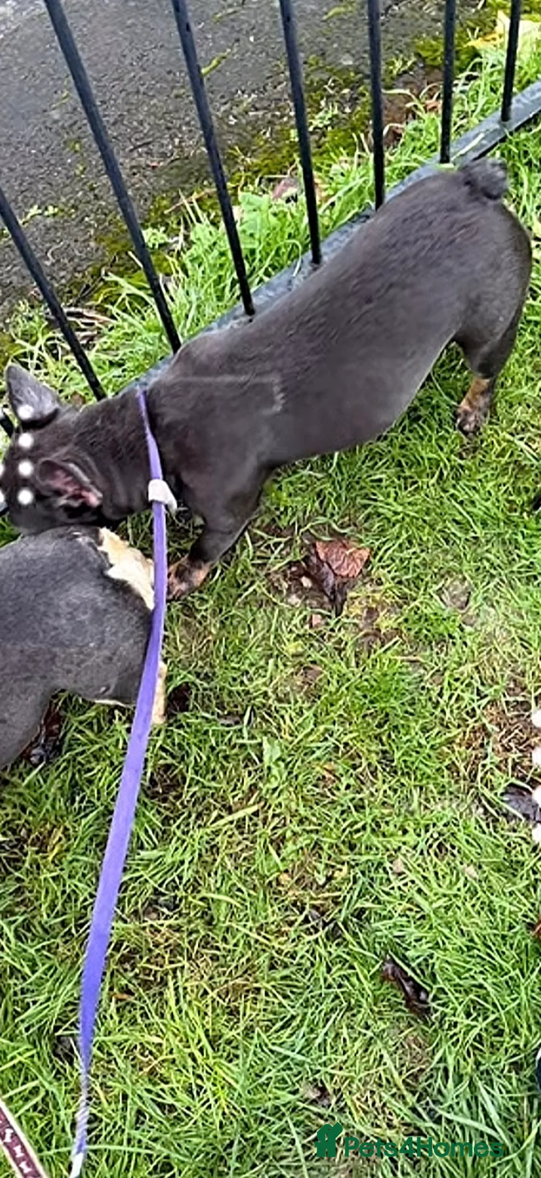 French Bulldog dogs for sale: French bull dog female  in Aylesbury - Advert 2