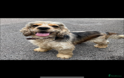 Cocker Spaniel dogs for sale: Gorgeous show cockers  - Image 8