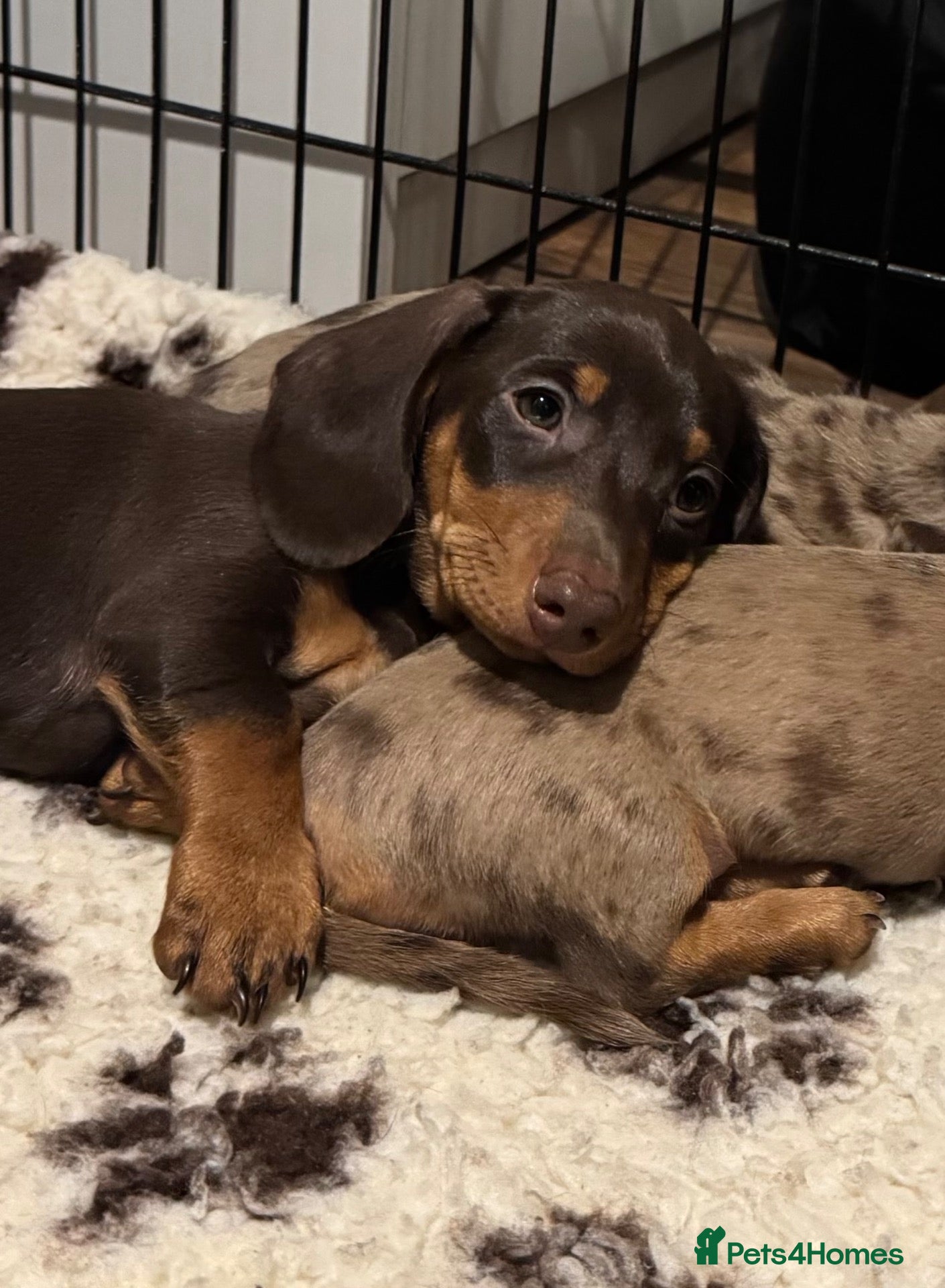 Miniature Dachshund dogs Ready to leave, KC Short Haired Mini Dachshund - Advert 4