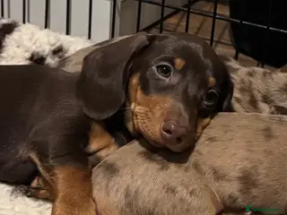 Miniature Dachshund dogs Ready to leave, KC Short Haired Mini Dachshund - Advert 4