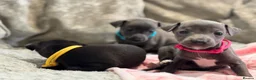 Italian Greyhound dogs for sale: 🏡 KC Italian greyhound puppies for sale 🏡 - Advert 2