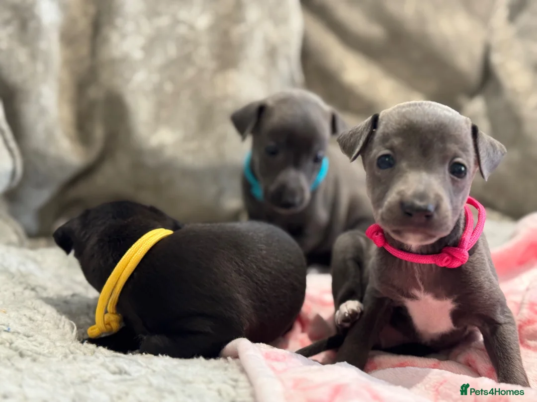 Italian Greyhound dogs for sale: 🏡 KC Italian greyhound puppies for sale 🏡 - Advert 2