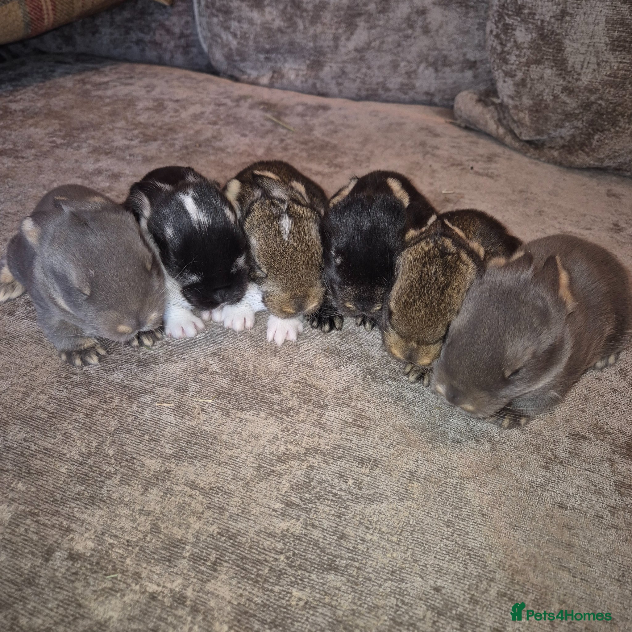 French Lop rabbits Beautiful Socialised French Lops - Advert 12