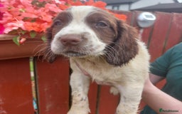 English Springer Spaniel dogs for sale: Springer spaniel pups  - Image 12
