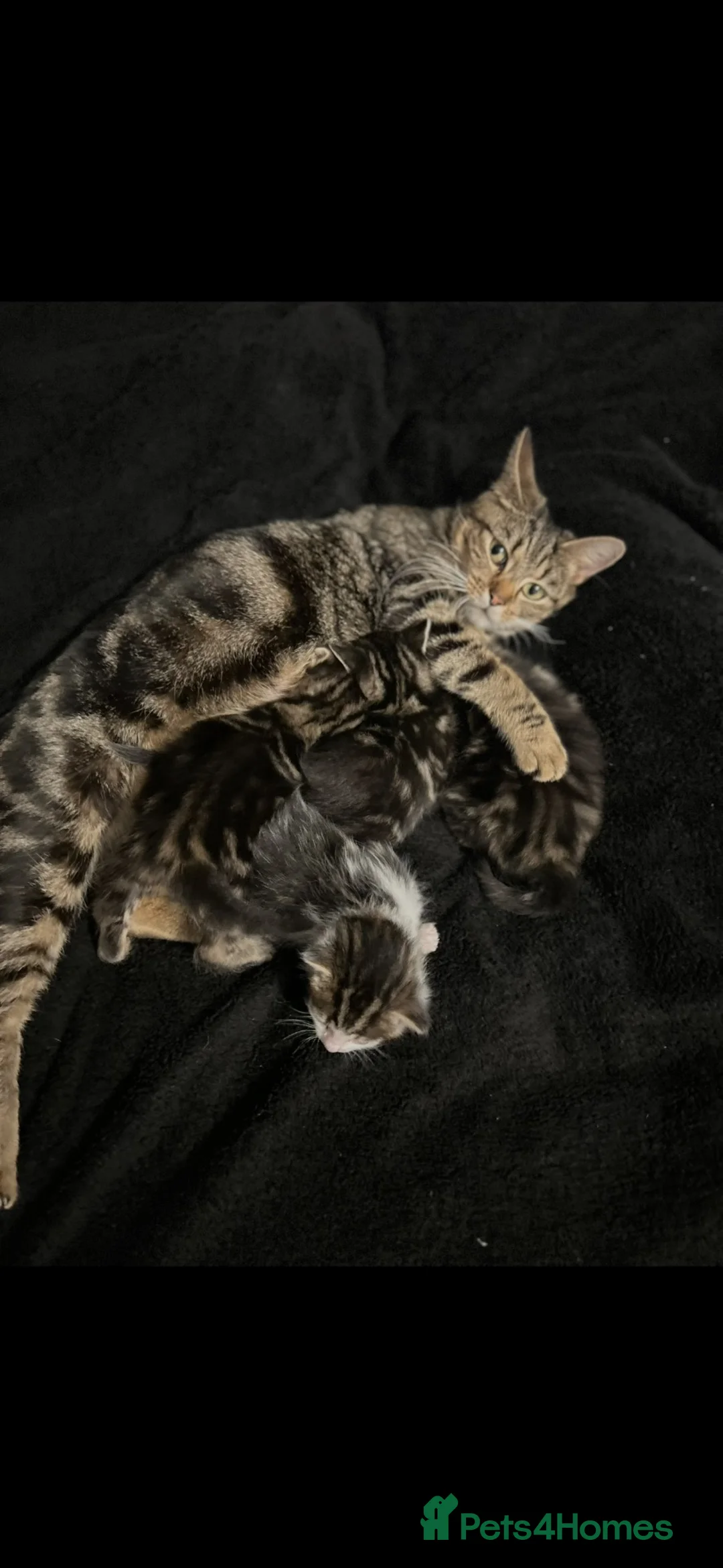 Mixed Breed cats for sale: Cute kittens - Advert 2