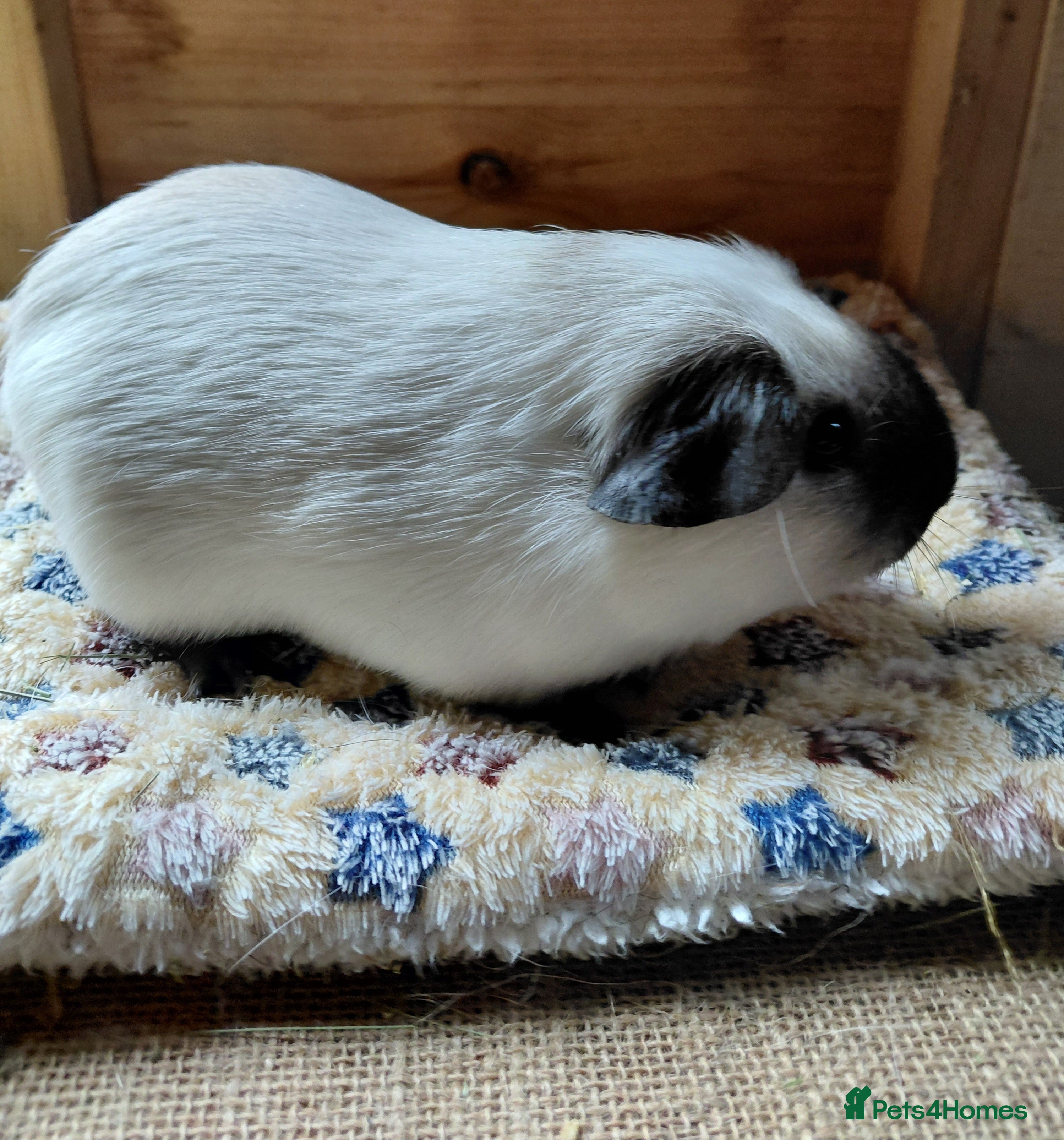 Guinea Pig rodents  Pure breed guinea pigs - Advert 5