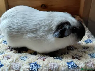 Guinea Pig rodents Pure breed guinea pigs - Advert 5