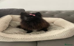 Pomeranian dogs for sale: Tiny 2 year old Pomeranian  - Image 2
