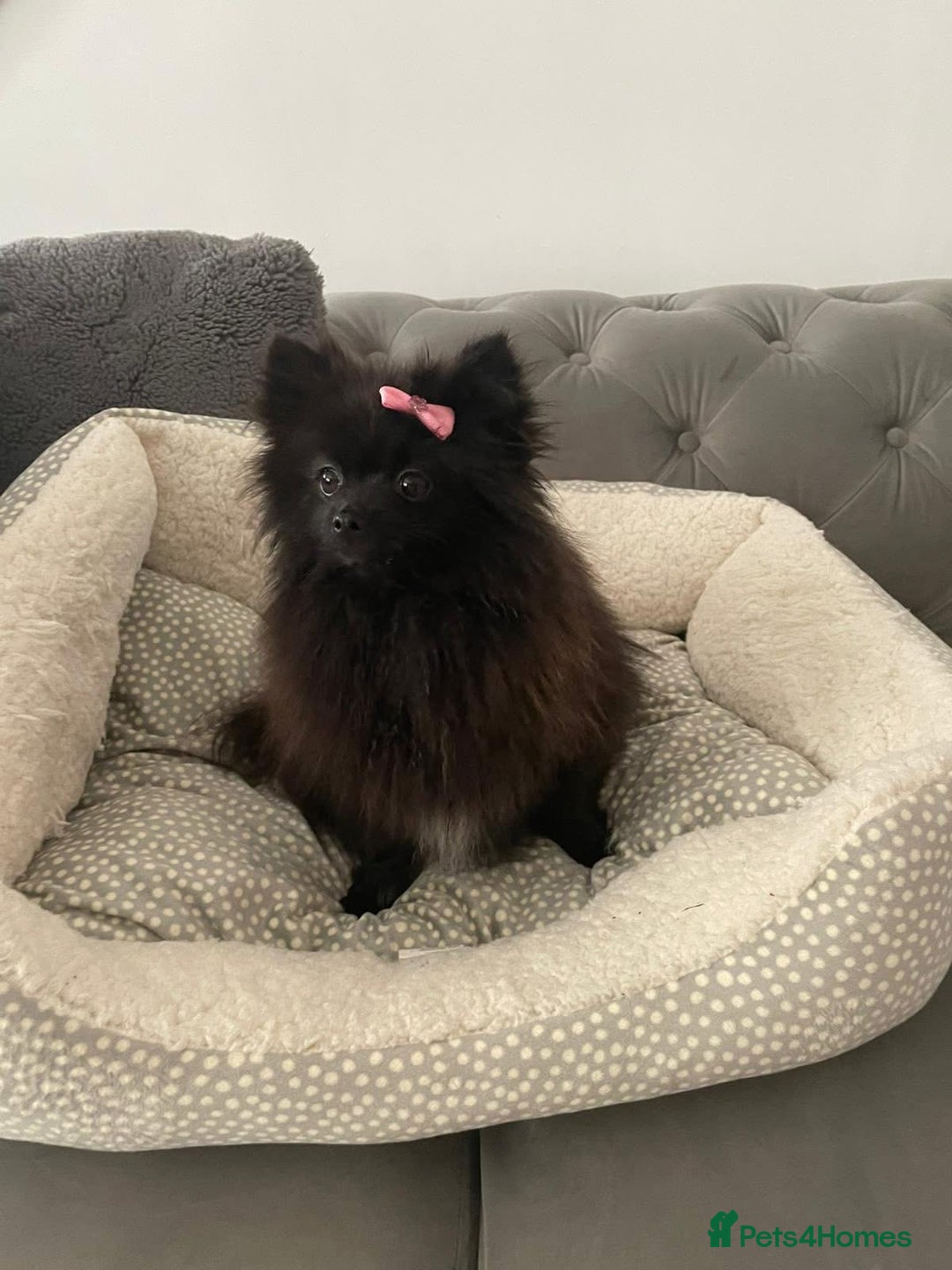 Pomeranian dogs for sale: Tiny 2 year old Pomeranian  - Image 2