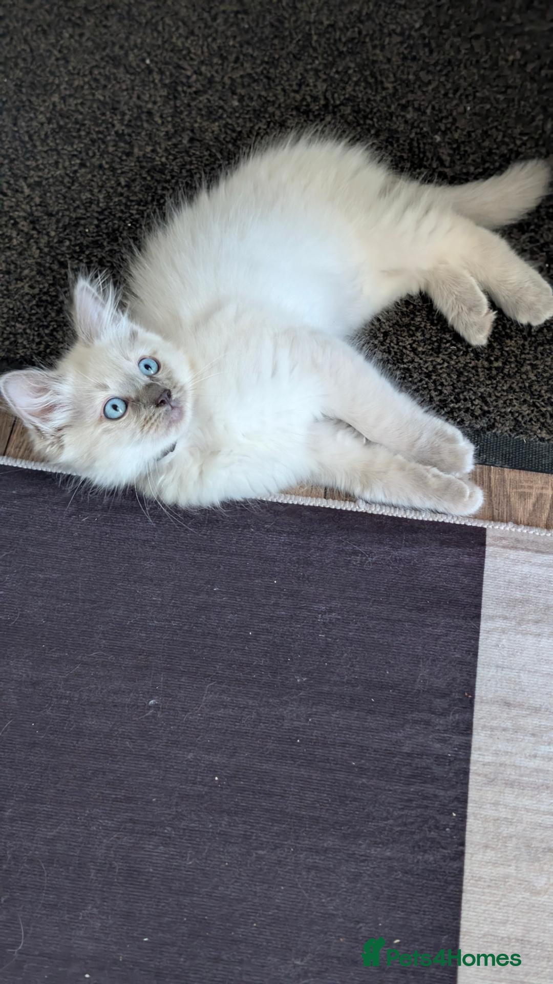 Ragdoll cats Black boy still avilable  - Advert 1