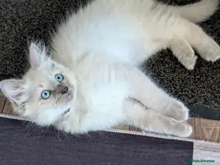Ragdoll cats Black boy still avilable - Advert 1