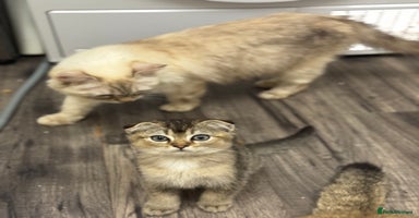 Scottish Fold cats - Advert 6