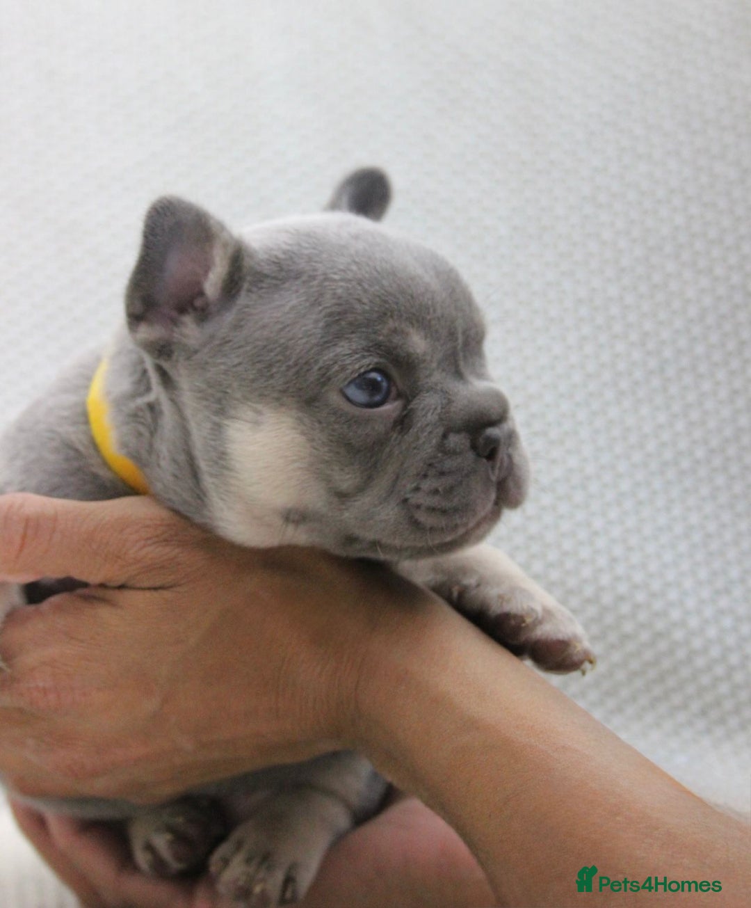 French Bulldog dogs for sale: Lilac and Tan, isabella, French bulldog puppies - Image 8