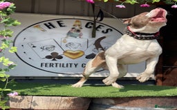 Cane Corso dogs for stud: Blue eye cane corso - Image 2