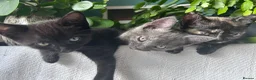 Mixed Breed cats for sale: Sweet sociable kittens - Advert 14