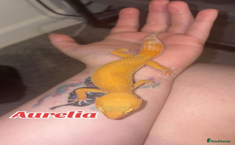 Leopard Gecko reptiles in Aberdare - Advert 3
