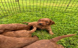 Cockapoo dogs for sale: Fox Red Super Quality Cockapoos - Image 5