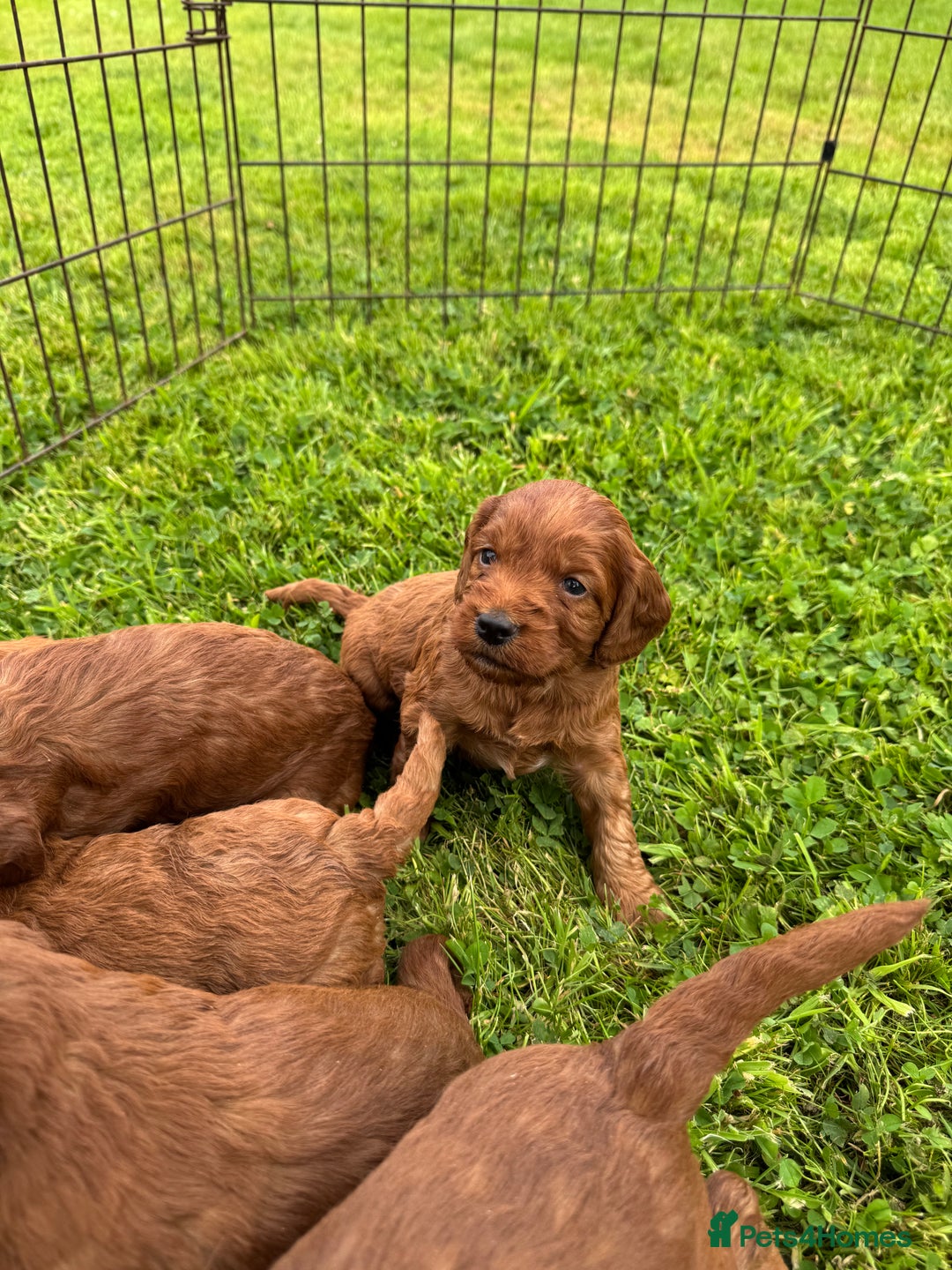 Cockapoo dogs for sale: Fox Red Super Quality Cockapoos - Image 5