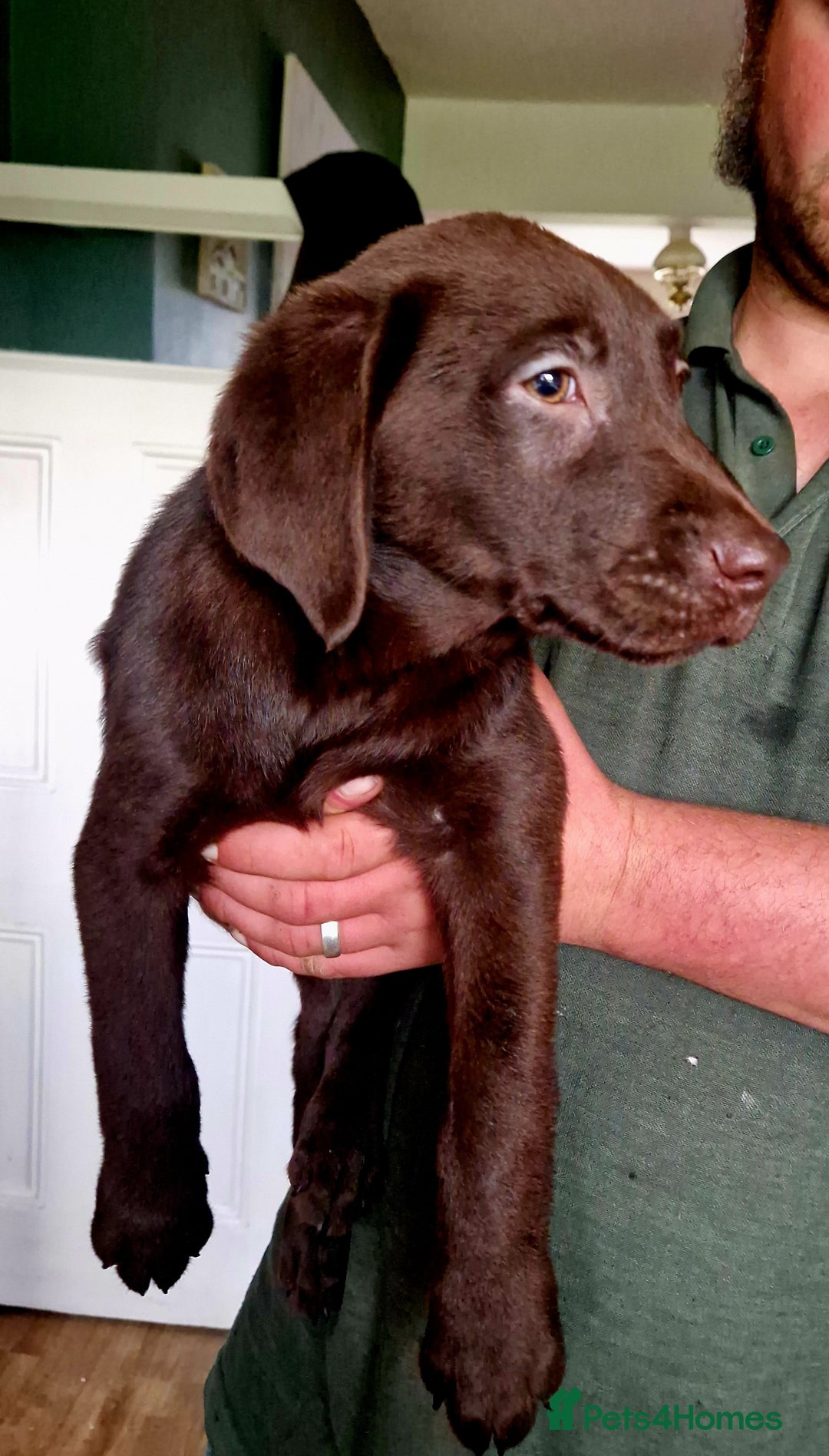 Labrador Retriever dogs for sale: Ready to go beautiful male labrador puppies - Image 1