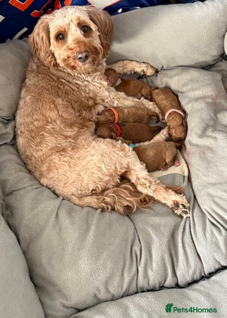 Cockapoo dogs - Advert 1