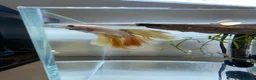 Bettas fish for sale: Betta sale!!  - Advert 9