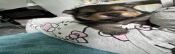 Pomeranian dogs for sale: Five beautiful fluffy Pomeranian puppies  - Advert 22