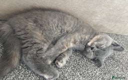British Shorthair cats for sale: 🩵 1 blue/cream tortie BSH left to reserve 🩵 - Image 23