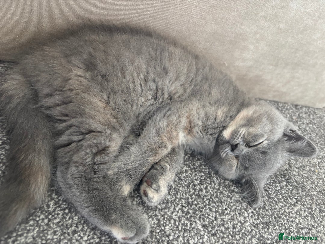 British Shorthair cats for sale: 🩵 1 blue/cream tortie BSH left to reserve 🩵 - Image 23