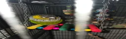 Conures birds for sale: Black capped conure - Advert 4
