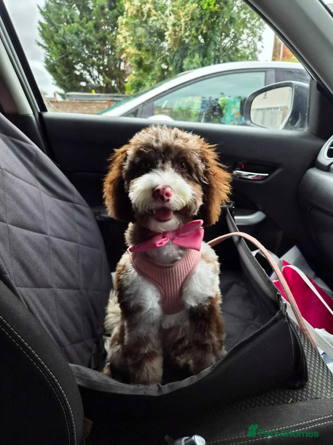 Cockapoo dogs for sale: 7 Month Old Female Cockapoo  - Advert 2