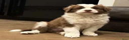 Border Collie dogs for sale: Beautiful Brown & White Female - KC Border Collie - Advert 5