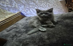 Ragdoll cats for sale: 4 ragdolls ready to leave now  - Image 14