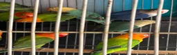 Lovebirds birds for sale: Lovebirds  - Advert 7