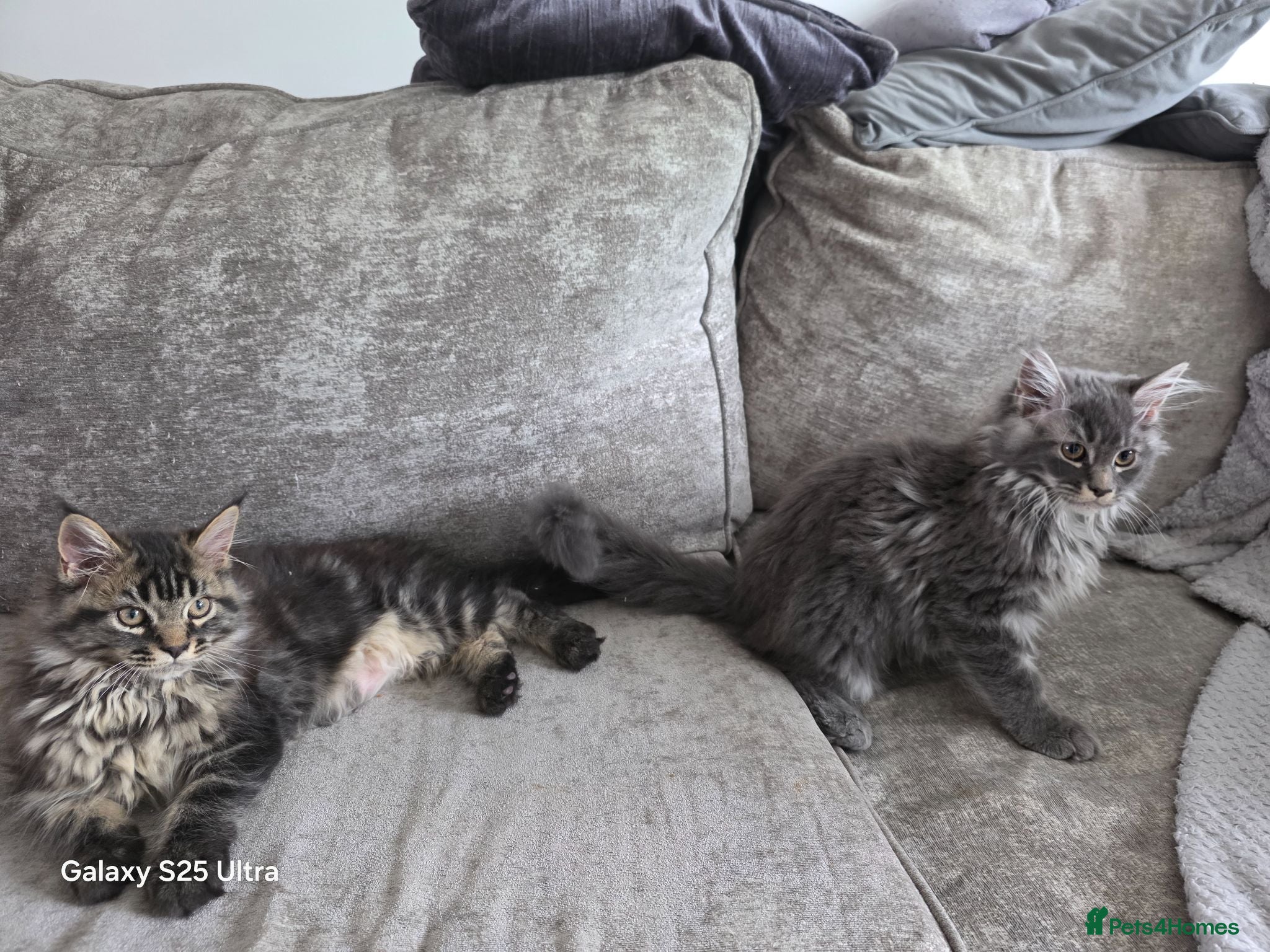 Maine Coon cats Ready now Stunning pure maine coons 1b 1g  - Advert 17