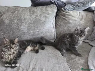 Maine Coon cats Ready now Stunning pure maine coons 1b 1g - Advert 17